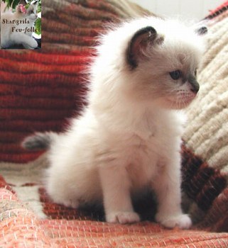Les chats